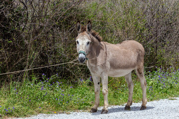 Fototapeta na wymiar A donkey stands at the fence close-up by the road