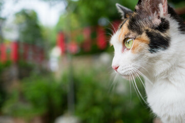 Wild cat living in a Japanese shrine