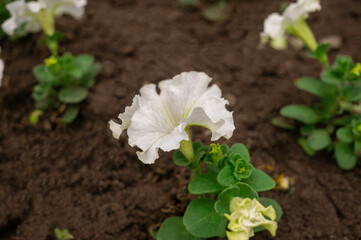 White petunia in the garden
