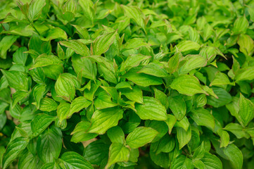 Bright green leaves on bushes background