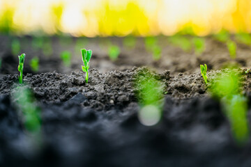 Young pea sprout in the garden close-up. Rising germs of green peas at sunrise close-up