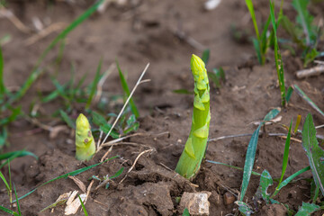 young asparagus sprouts growing