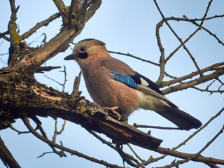 Jay on a tree. Jay in the spring forest.