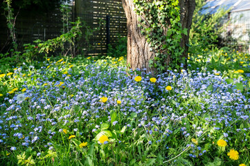 Small blue flowers and yellow dandelions bloom in the garden, against the background of a tree covered with common ivy and a fence.