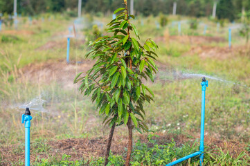 Fototapeta premium Sprinkler watering small durian tree in the gardening, agriculture in Thailand, the water system provides freshness and growth in garden