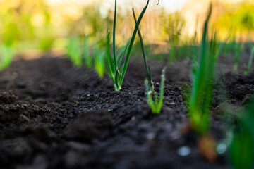 Young sprout of onions in the garden close-up. Rising buds of onions at sunrise close-up