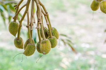 Fresh small durian on tree in the garden, product quality for export, king of fruit in Thailand, agriculture concept