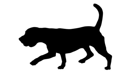 Walking english beagle puppy. Black dog silhouette. Pet animals. Isolated on a white background.