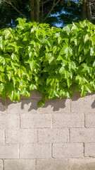 Parra sobre muro de hormigón