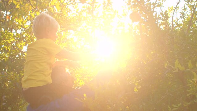 The father sits on the shoulders of his son to pick fruit. They approach the tree. The boy picks the fruit. Bright sunlight in the leaves. IT, Borgagne, 7.10.2021 
