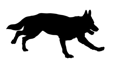 Obraz premium Running german shepherd dog puppy. Black dog silhouette. Pet animals. Isolated on a white background.