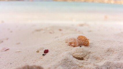 Beach with Waves and Sea Shells