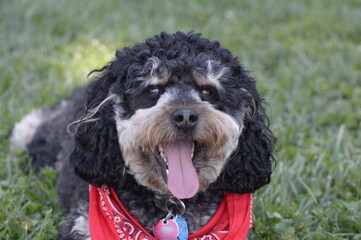 Aussie Doodle at the Park Summer and Fall