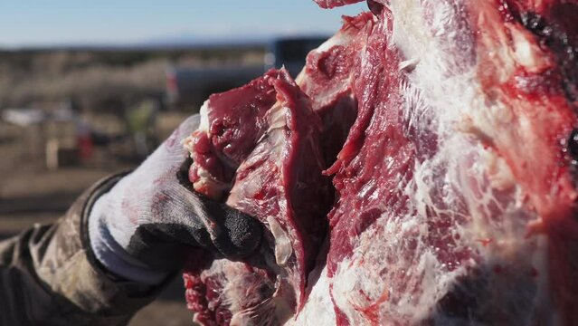 close up of the hands of a masked hunter in the process of Deboning, Field Dressing, Gralloching and Flaying on a hunted elk. deer hunting video series. close-up shoot
