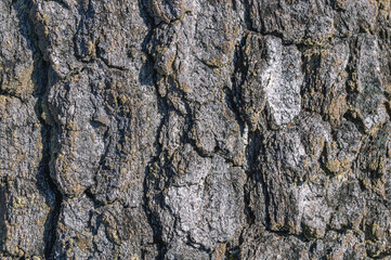 The bark is dark in color close-up. The bark of an old tree. Background of dark brown pine bark