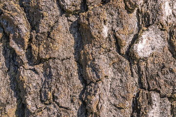 The bark is dark in color close-up. The bark of an old tree. Background of dark brown pine bark