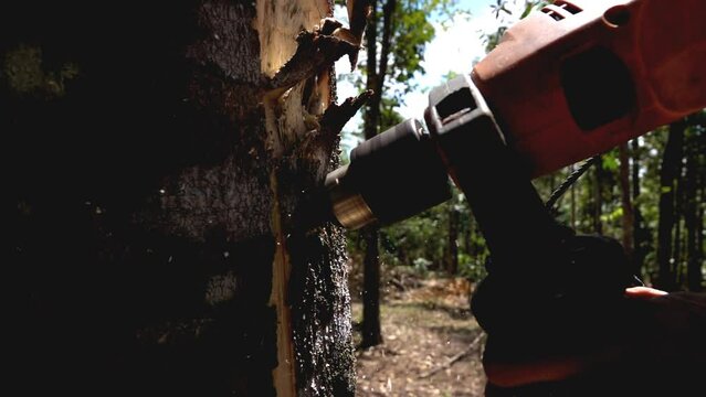 Slow motion of farmer drilling agarwood tree