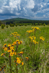 Typical spring landscape near Stozec, Nation park Sumava, Czech Republic
