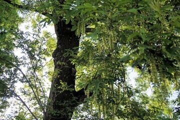 Obraz premium シナサワグルミ