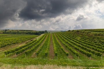 Fototapeta na wymiar Spring vineyard near Cejkovice, Southern Moravia, Czech Republic