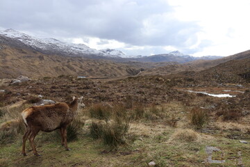 Fototapeta premium Highland deer looking at mountains