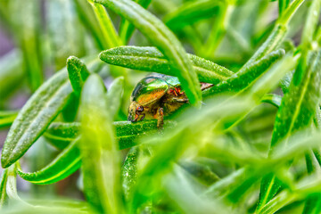 Golden tadpole beetle (Cetonia aurata) in green grass with lavender leaves