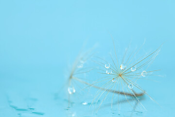 Close-up of dandelion (goatsbeard) with water drops against blue background. Soft focus, shallow DOF.
