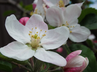 Blooming apple tree. Macro view white flowers. Spring nature landscape. Soft background. Apple trees flowers.