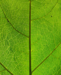 closeup a green leaf texture under sunlight