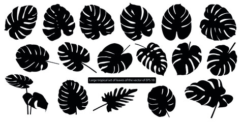 Monster. Tropical silhouette of palm leaves, large floristic vector set