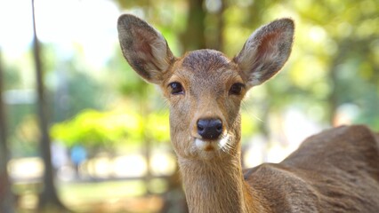 日本・奈良公園の子鹿と暖かいお昼の散歩