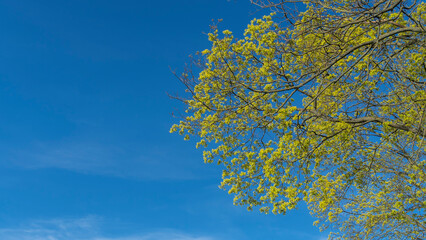 Spring tree with young light green foliage with blue sky. Space for text. Young leaves background. Springtime.