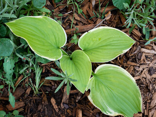 Hosta in the rough with bark mulch