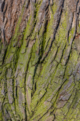 background or texture in the form of tree bark