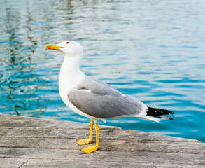 Seagull on a wooden pier close to the water, looking up in the sky