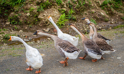 A flock of beautiful domestic geese walking