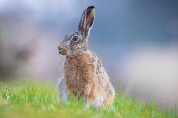 Wild European hare, lepus europaeus, sitting in grass