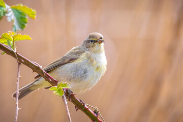 Common chiffchaff bird Phylloscopus collybita