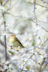 Common chiffchaff bird Phylloscopus collybita