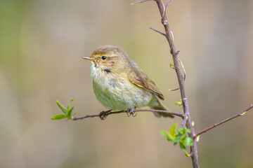 Obraz premium Common chiffchaff bird Phylloscopus collybita