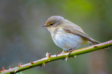 Willow warbler bird, Phylloscopus trochilus, perched.
