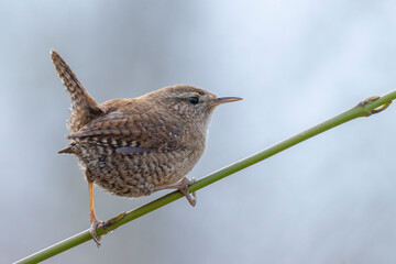 Eurasian Wren bird, Troglodytes troglodytes, display, singing and mating during Springtime