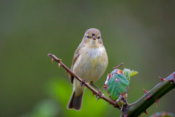 Fototapeta premium Willow warbler bird, Phylloscopus trochilus, perched.