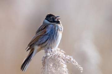 Singing common reed bunting, Emberiza schoeniclus, bird in the reeds on a windy day