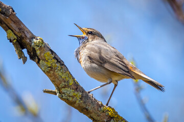 Closeup of a blue-throat male bird Luscinia svecica cyanecula singing