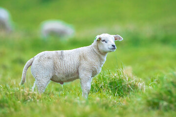 Fototapeta premium Newborn lamb Capra aegagrus hircus playing ona field