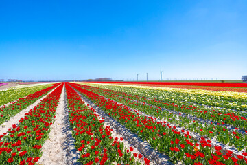 Dutch red tulips flower field under a blue sky