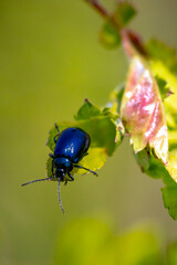 Closeup of a small alder leaf beetle, agelastica alni, insect climbing up on green grass and reeds