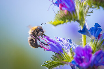 Common carder bee, Bombus pascuorum, pollination on purple butterflybush