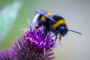 Bombus terrestris, the buff-tailed bumblebee or large earth bumblebee, feeding nectar - obrazy, fototapety, plakaty